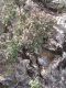 Cistus_creticus_moribundus.JPG