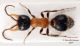 Myrmilla capitata_maschiobis_Sardegna_Serdiana.jpg