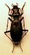 Carabide 7b (Sass Pordoi).jpg