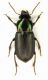 Harpalus sp.2 - Venezia  S.Nicolo 27-XI-2010.jpg