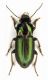 Harpalus sp.3 - Venezia  Alberoni - 10-II-2011.jpg