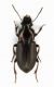 Harpalus sp.5 - mm. 10  Lido di Venezia San. Nicolo-11 febbraio 2010.jpg