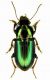 Harpalus affinis 2 - lg. 9.5 mm. Lido di Venezia - Loc.Alberoni - 10-II-2011.jpg