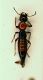 q Paederus 10.4mm.JPG