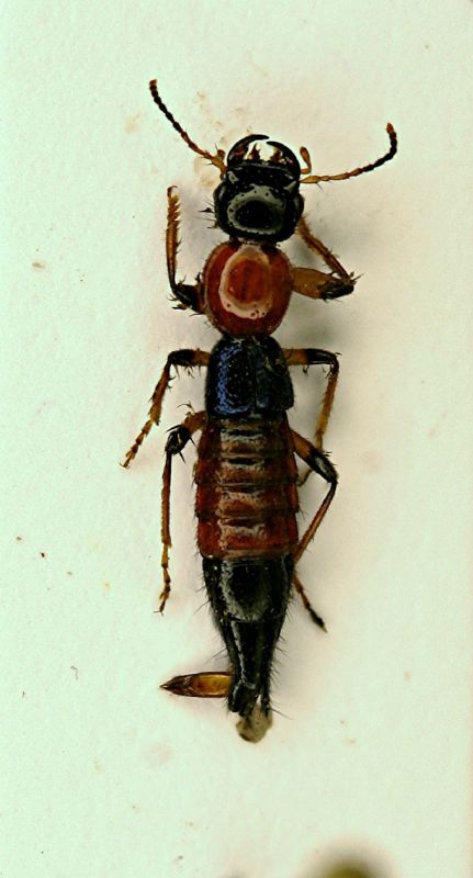 q Paederus 10.4mm.JPG