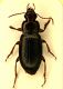 q Carabide 1a 8.5mm.JPG