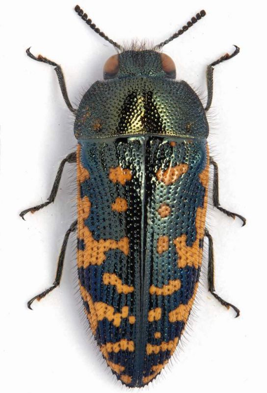 Acmaoedera sp.1 - lg. 10 mm. - USA New Mexico - Eddy County - NE Whites City - 02-X-2008.jpg