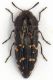 Acmaoedera sp.3 - lg. 8 mm. - USA - Utah - Utah County - Pine Canyon - Bridal Verl Falls - 05-VI-2010.jpg
