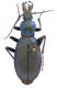 carabus2.jpg