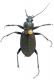 carabus.jpg