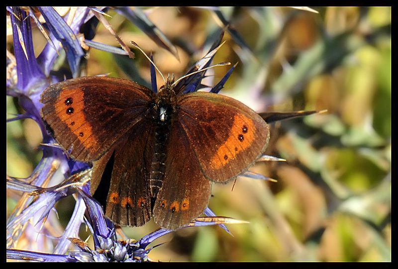 1 2 erebia.jpg
