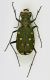 cicindela ssp - 2.jpg