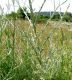 Sozopol_Agapanthiola_Cichorium_064.jpg
