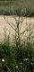 Sozopol_Cichorium sp_Agapanthiola 065_crop.jpg