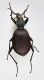 cychrus - 2.jpg