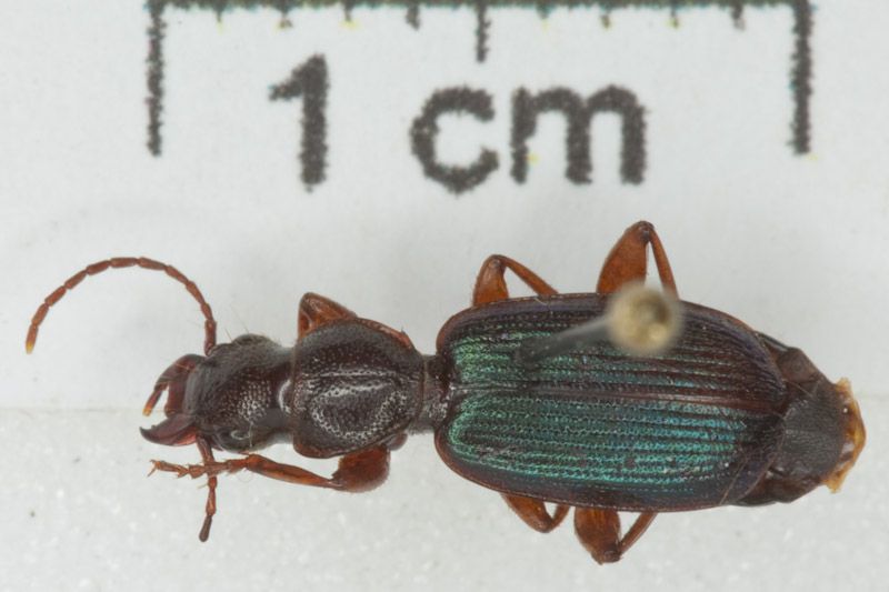 Cymindis cfr 02.jpg