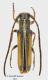 Blepisanis_vittipennis_piccola.jpg