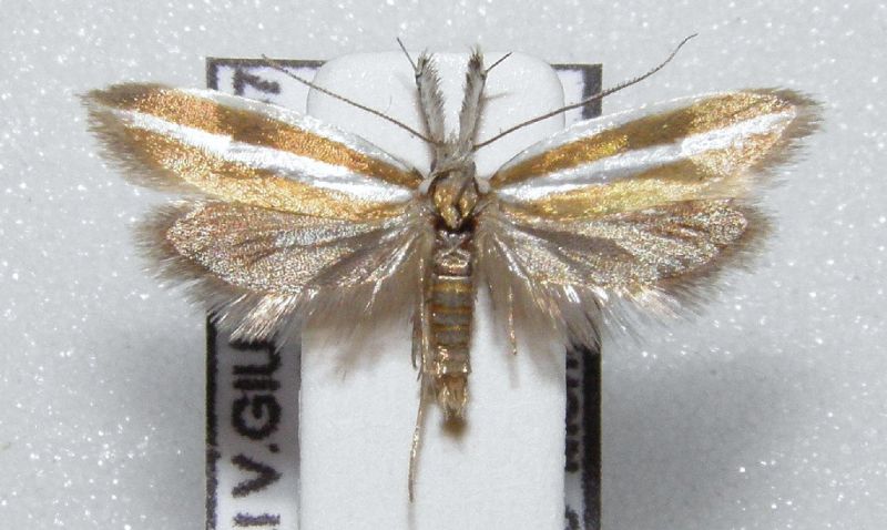 Pleurota aristella.JPG