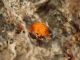 uova arancio 1e.jpg