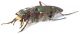 Cicindela-campestris-male-lateral-x-web.jpg