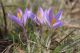 Crocus ilvensis2.JPG