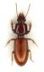 Clivina sp. Lg. 6 mm.- Lido di Venezia - Loc. Alberoni - 10-II-2011.jpg