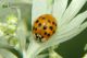 harmonia02.jpg