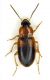 Stenopholus teutonus Lg.6 mm.- Lido di Venezia - Loc. Alberoni - 10-II-2011.jpg