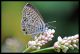 0 123 1 Leptotes pirithous.jpg