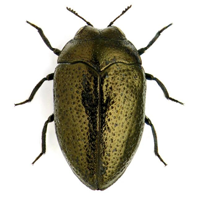 Trachys puncticollis rectilineata.JPG