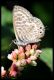 0 18923 Leptotes pirithous.jpg