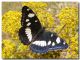 Limenitis reducta, Torre Montaspro, 10 giugno 2006.jpg