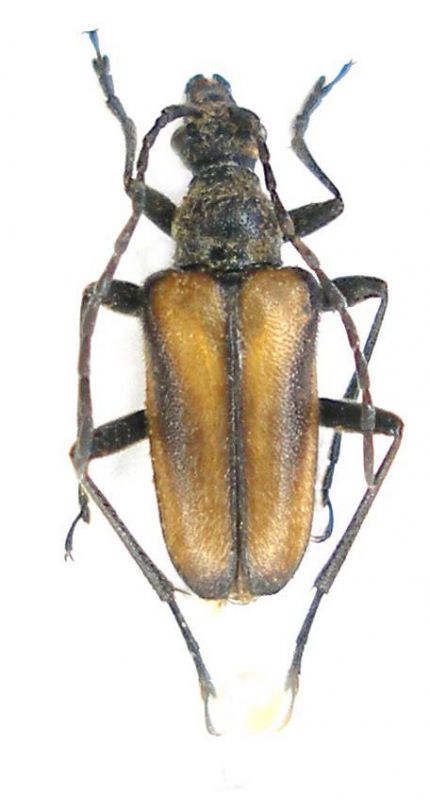 Acmaeops pratensis_Bulgaria_Aleko_ 055.jpg