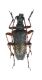 Evodinus clathratus_Romania Petrosani 014.jpg