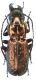 Pterostichus (Calopterus) selmanni (Duftscmid, 1812)Romania Petrosani 029.jpg