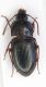 Haptodeerus unctularus (Duftschmid, 1812) Pterostichini_Romania Petrosani 035.jpg