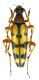 Rutpela maculata var_Bulgaria_2009_Malko Tarnovo__011.jpg