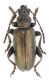 Donacia sp_male_Romania Petrosani 041.jpg