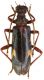 Xylosteus bartoni_Bulgaria_Lilkovo 061.jpg