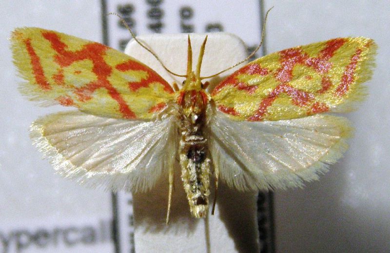 Hypercallia citrinalis.JPG