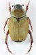 Hoplia maremmana_paratypus femmina_foto M. Romano.jpg