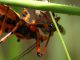 Cineto_23-VII-2009_OL05_part.JPG