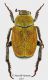 Hoplia-maremmana02.jpg