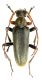 Cortodera flavimana_male_black_Bulgaria_Vladaja_ 004.jpg