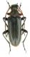 Cortodera flavimana_female_black form_Bulgaria_Vladaja_ 010.jpg
