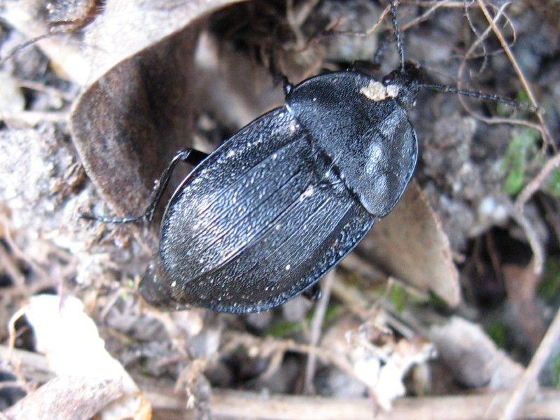 Z-0659 - F015.85 - Dai mulini al Sultun - 9 APR 2007 005.jpg