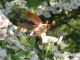 Z-0682 - F030.45 - Orchidee e Tritoni - 02 MAG 2008 127.jpg