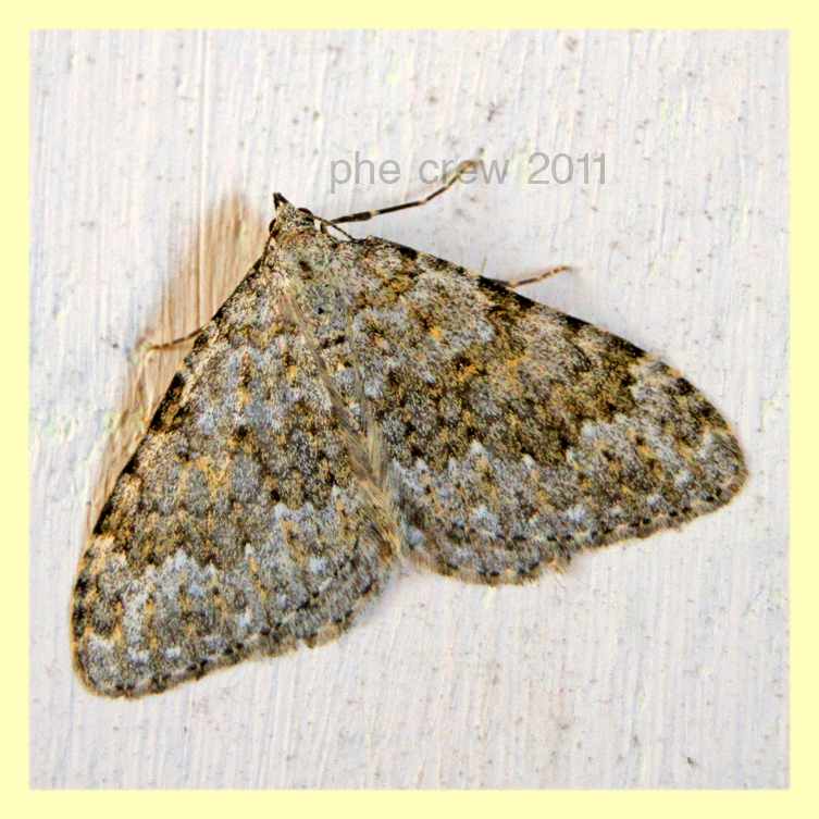 Geometridae Anzio 8-3-2011 (1).JPG