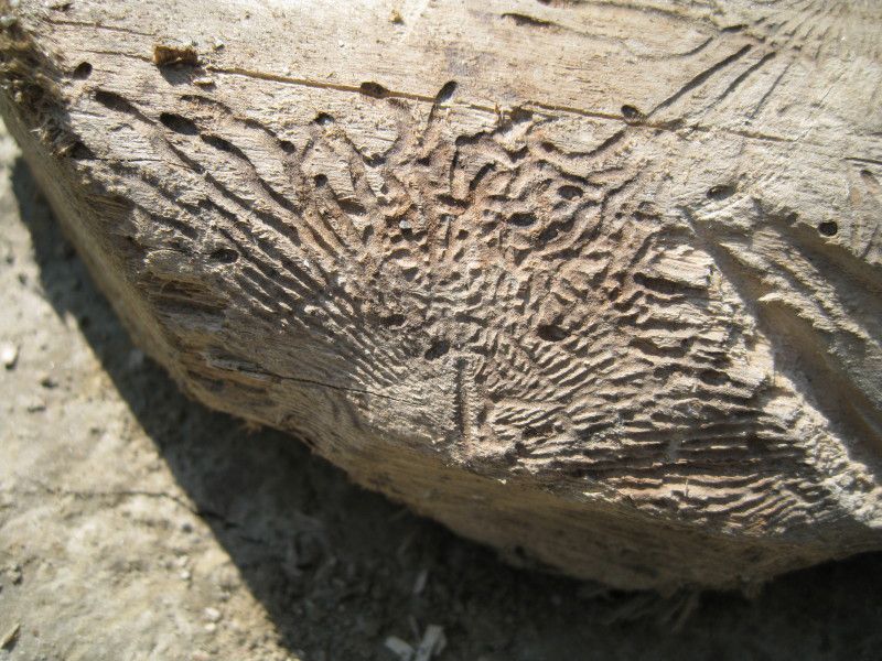 Z-0771L4 - F038.20 - Madonnina. Cimici piante, Argiope - 10 SET 2009 238.jpg