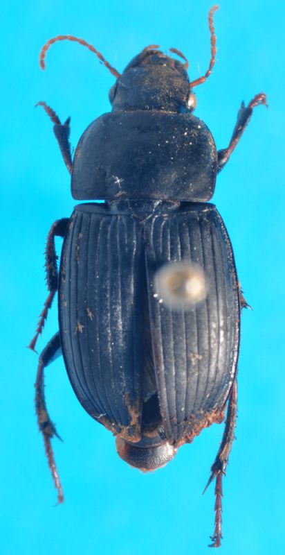 Harpalus.jpg